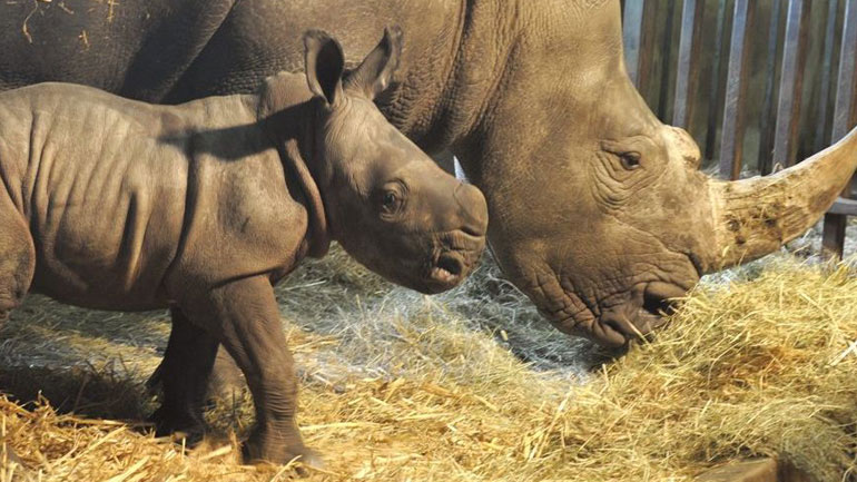 Ολλανδία: Ένα ρινοκεράκι γεννήθηκε την Κυριακή του Πάσχα των καθολικών σε ζωολογικό κήπο