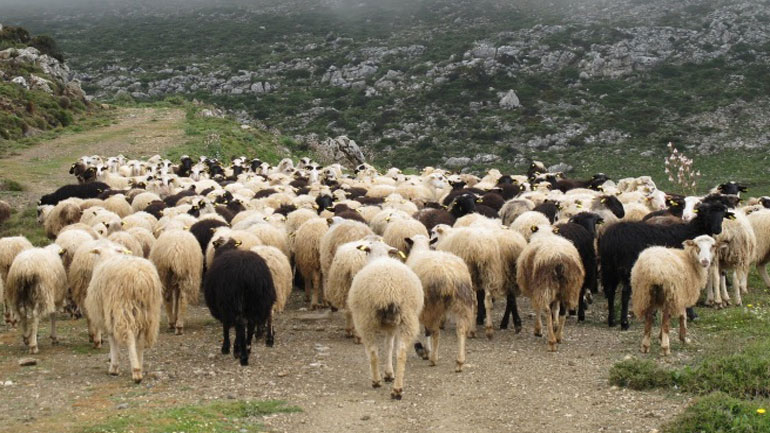 Κρήτη: Πήγαν τα πρόβατα για βοσκή και βρήκε τον αδελφό του νεκρό
