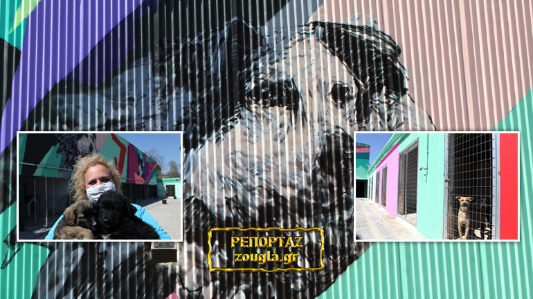 Αθήνα χωρίς αδέσποτα: Γνωρίστε το νέο πρότυπο «Καταφύγιο του Σωκράτη»