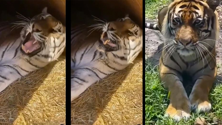 Πρωινή γκρίνια