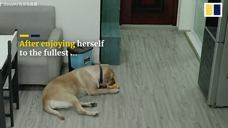 Σκύλος κλέβει παγωτό και κρύβει τα αποδεικτικά στοιχεία