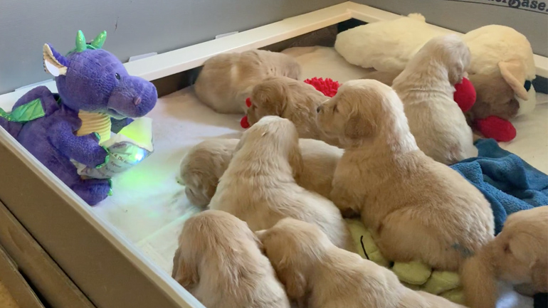 Kουτάβια ακούνε προσεκτικά έναν δράκο που τους διαβάζει παραμύθι