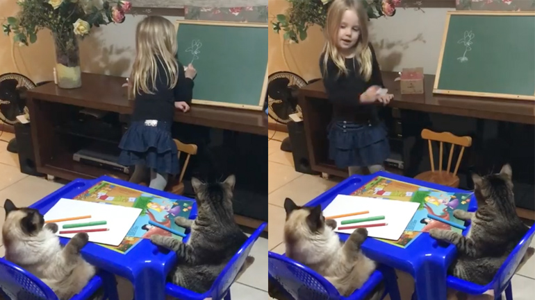Kορίτσι διδάσκει τις γάτες ζωγραφική Kορίτσι διδάσκει τις γάτες ζωγραφική