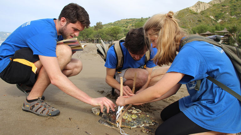 Θλιβερό ρεκόρ: Περισσότερες από 700 οι νεκρές θαλάσσιες χελώνες το 2020 στη χώρα μας