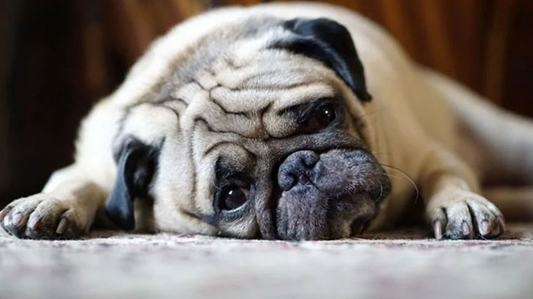 Πώς να βοηθήσετε τον σκύλο σας να αντιμετωπίσει την απώλεια ενός αγαπημένου ανθρώπου ή ζώου