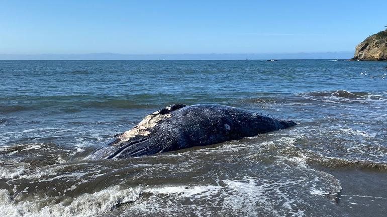 ΗΠΑ: Τέσσερις φάλαινες ξεβράστηκαν νεκρές σε παραλίες του Σαν Φρανσίσκο