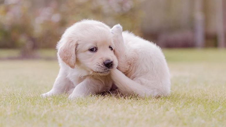 Γιατί ο σκύλος σας δαγκώνει την ουρά του;