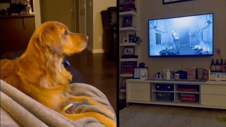 O σκύλος φοβάται τον Darth Vader