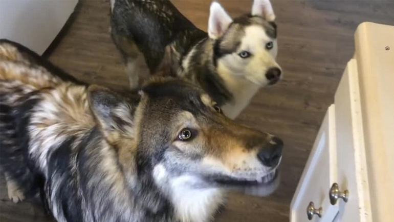 Λύκος και χάσκι τρώνε σπαράγγια