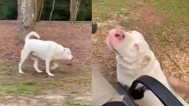 Ένας τυφλός σκύλος βρίσκει τον ιδιοκτήτη του