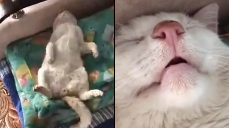 Μια πολύ κουρασμένη γάτα