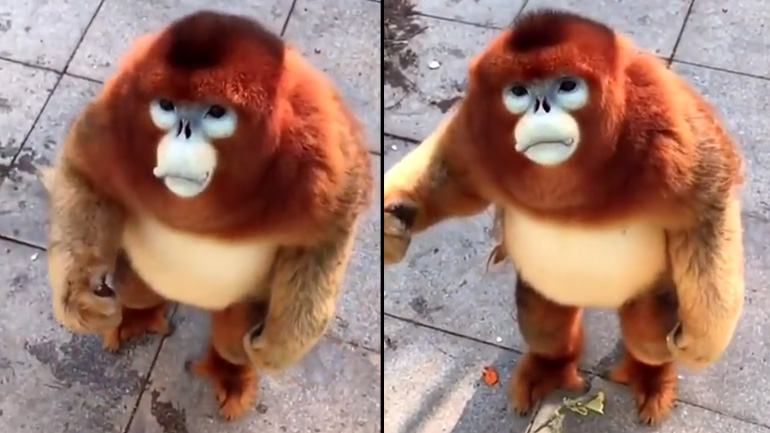 Ο πίθηκος της Κίνας