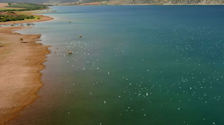 Το πέταγμα των γλάρων στη λίμνη Παραλίμνη