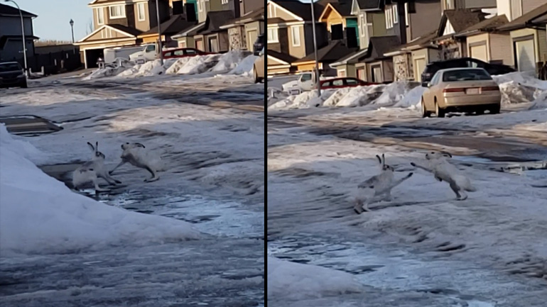Μάχη μεταξύ δύο λαγών