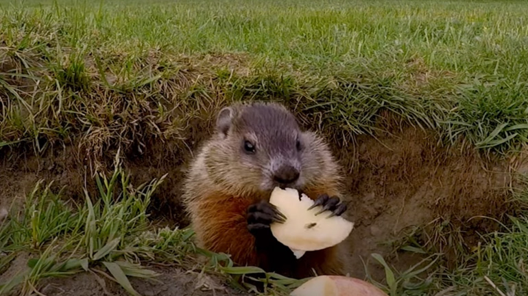 Η μαρμότα και ο πεινασμένος γλάρος