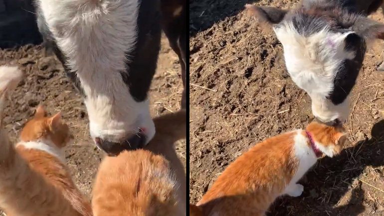 Aγελάδα δείχνει την αγάπη της σε δύο γάτες