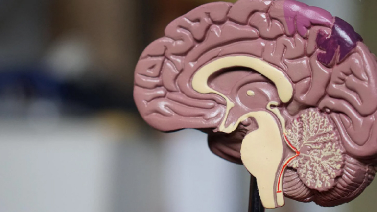 Πώς ένα ένζυμο του εγκεφάλου επηρεάζει την ανδρική σεξουαλική δραστηριότητα