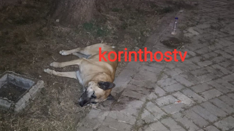 Σκότωσαν με φόλες δύο αδέσποτα σκυλιά στην Κόρινθο