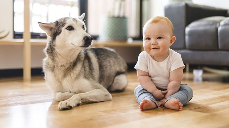 Πώς να βοηθήσετε το σκυλί σας να αντιμετωπίσει τον ερχομό ενός μωρού