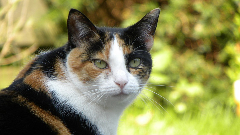 Παναμάς: «Συνελήφθη» γάτος-βαποράκι έξω από φυλακή