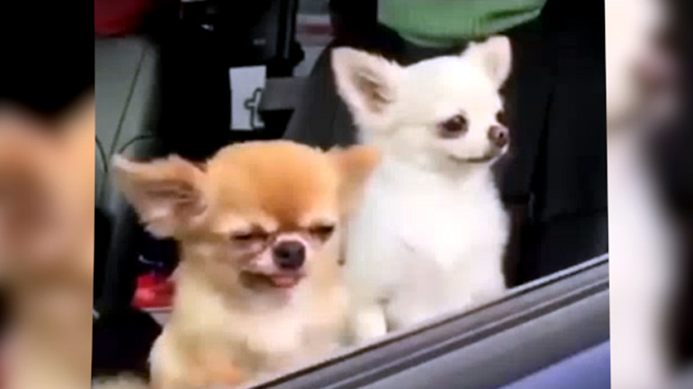 Τσιουάουα νυστάζει υπερβολικά