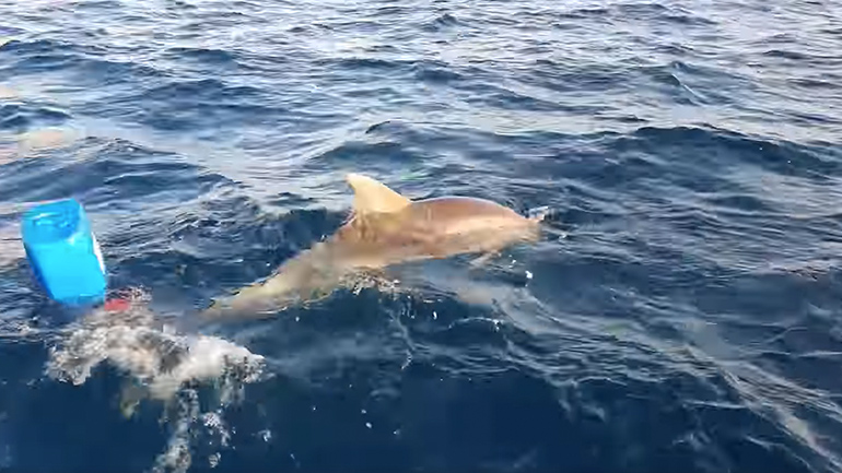 Διάσωση δελφινιού που παγιδεύτηκε σε σημαδούρα