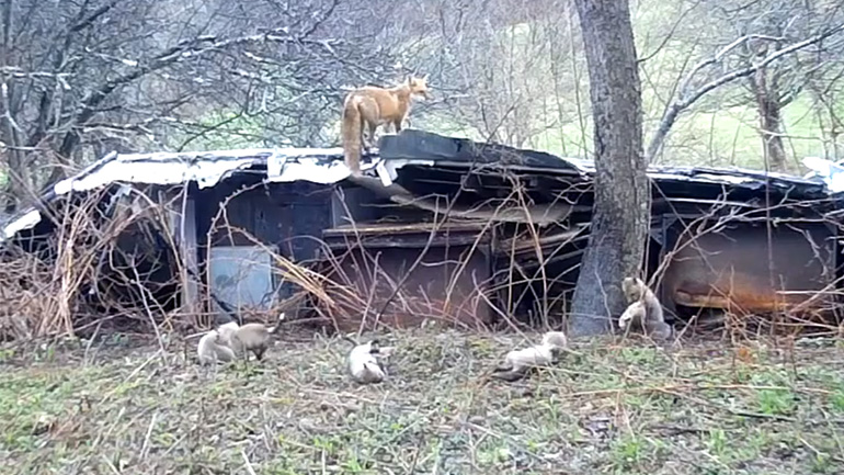 Μια αλεπού με τα αλεπουδάκια της