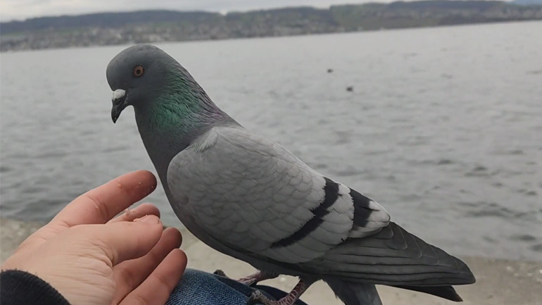 Άνδρας προσφέρει τροφή σε ένα περιστέρι