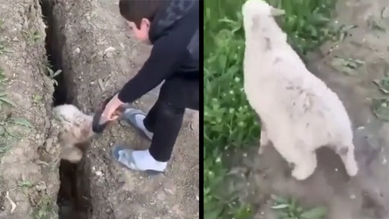 Διάσωση προβάτου 