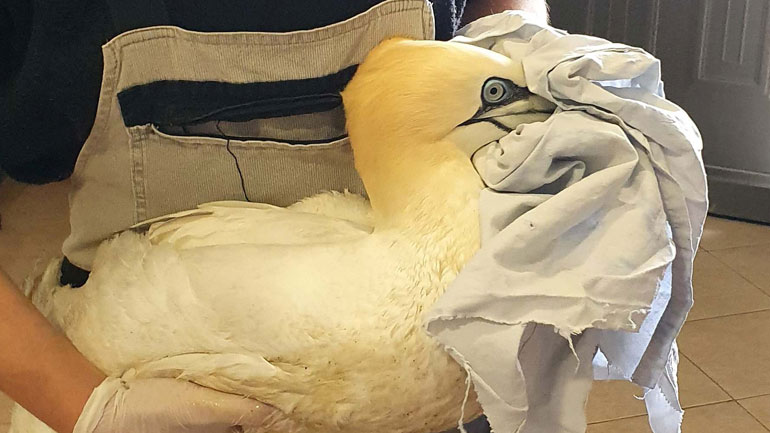 Η Δράση για την Άγρια Ζωή περιθάλπει ένα σπάνιο τραυματισμένο θαλασσοπούλι