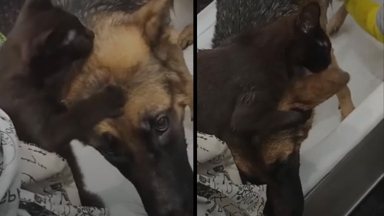 Η γάτα βοηθάει στον καλλωπισμό του σκύλου