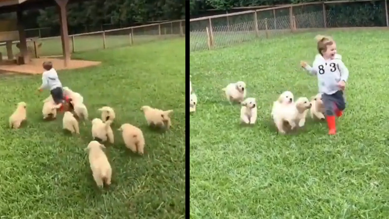 Μικρό αγόρι εναντίον 10 κουταβιών