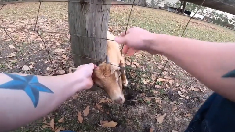 Η κατσίκα κόλλησε στο φράχτη