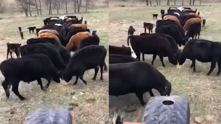 Η έξυπνη τεχνική ενός αγρότη Η έξυπνη τεχνική ενός αγρότη