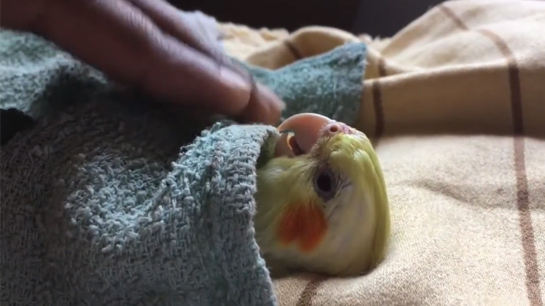 Παπαγαλάκι ετοιμάζεται για ύπνο