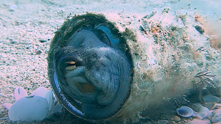 Μικρό χταπόδι ξεκουράζεται μέσα σε δοχείο αναψυκτικού