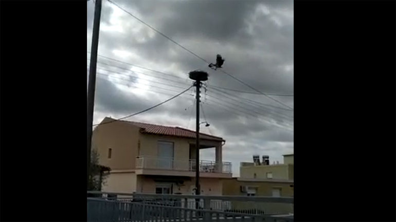 Ο πελαργός φτιάχνει τη φωλιά του σε στύλο της ΔΕΗ στις Φέρες