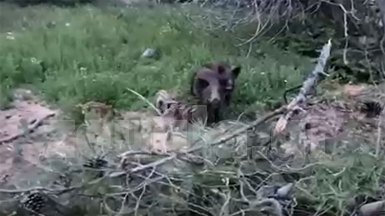 Αγριογούρουνα με τα μικρά τους “πιάστηκαν” on camera στη Δροσιά!