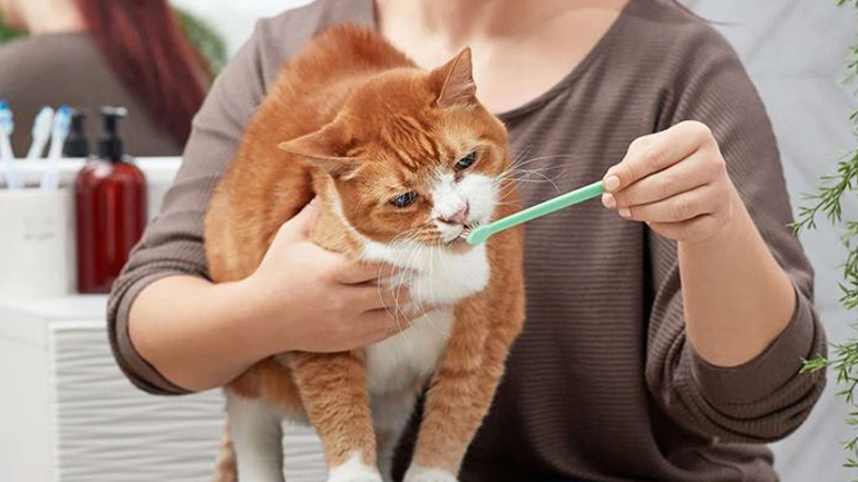 Πώς να βουρτσίσετε σωστά τα δόντια της γάτας σας