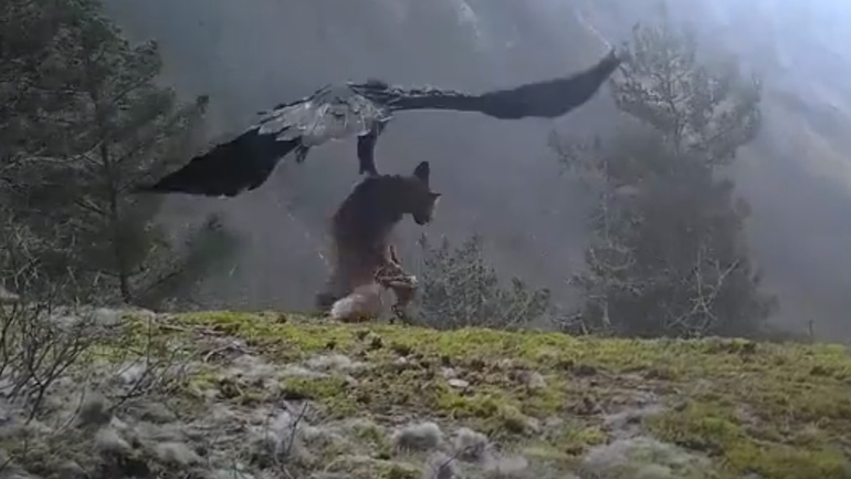 Χρυσαετός αρπάζει μια αλεπού 