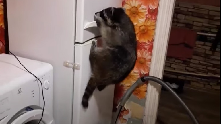 Ρακούν διαρρήκτης