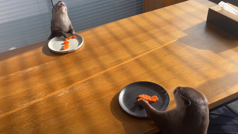 Δύο βίδρες τρώνε σολωμό Δύο βίδρες τρώνε σολωμό