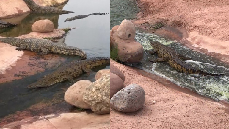 Κροκόδειλος κάνει τσουλήθρα