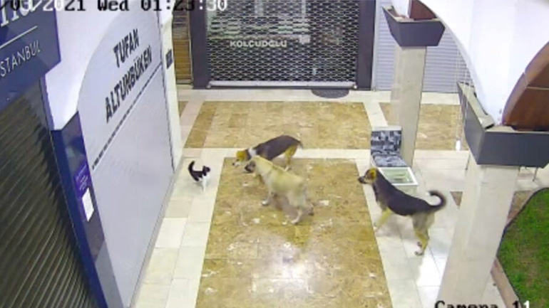 Γενναία γάτα σώζει το μωρό της από αγέλη σκύλων