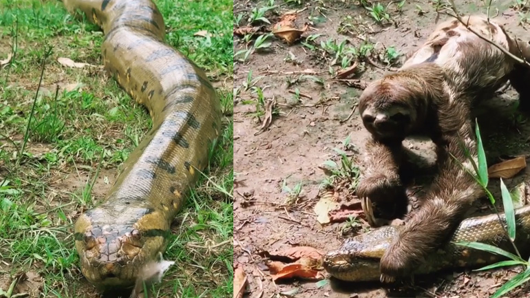 Βραδύπους περνά μπροστά ​​από ένα ανακόντα