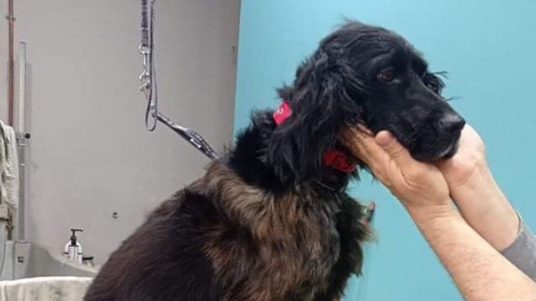 Πάτρα: Έκλεψαν και κακοποίησαν σκύλο – Σώθηκε από αστυνομικούς Πάτρα: Έκλεψαν και κακοποίησαν σκύλο – Σώθηκε από αστυνομικούς