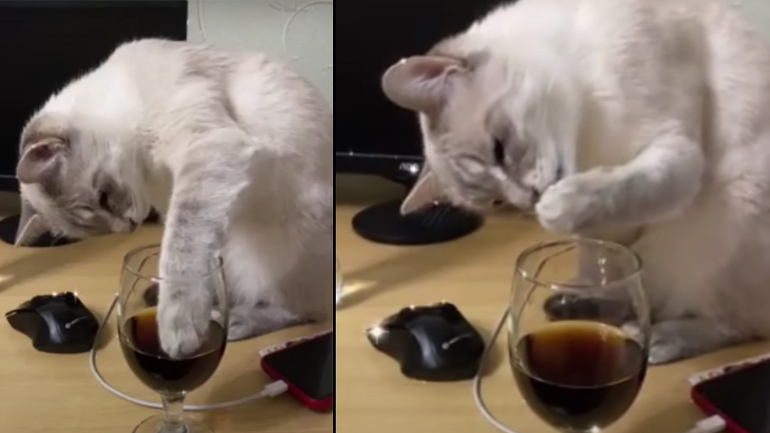 Γάτα δοκιμάζει coca cola