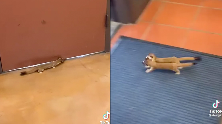 Σπίτι γρήγορα!