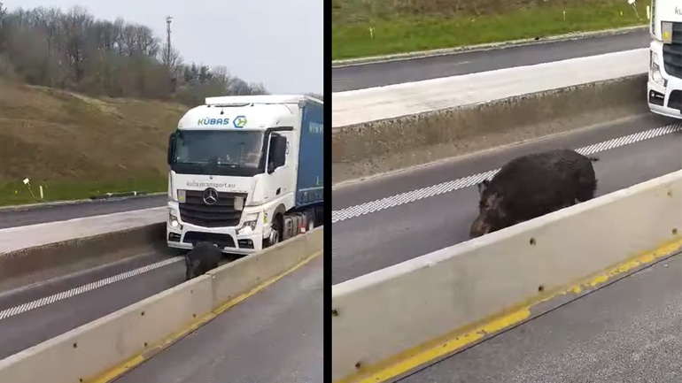 Αγριόχοιρος προκαλεί κυκλοφοριακή συμφόρηση 