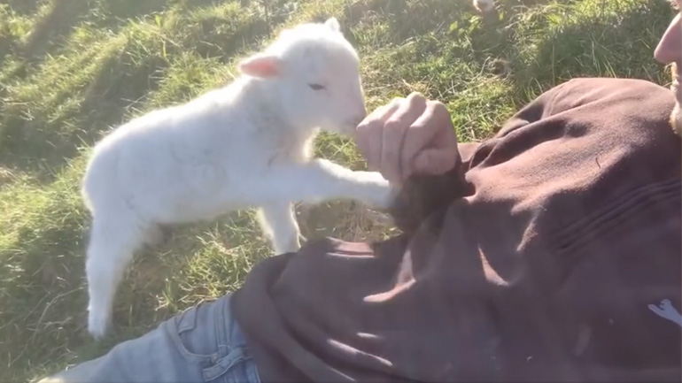 Αρνάκι ζητά χάδια